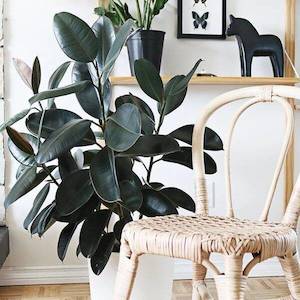 Indoor House Plants: Rubber Plant 'Ficus elastica'