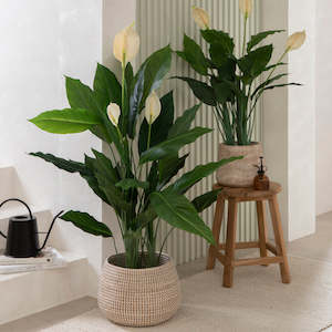 Indoor House Plants: Peace Lily 'Spathiphyllum'
