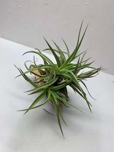 Indoor House Plants: Air Plant (Tillandsia)