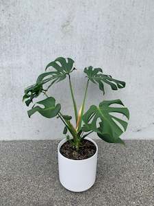 Indoor House Plants: Monstera Deliciosa