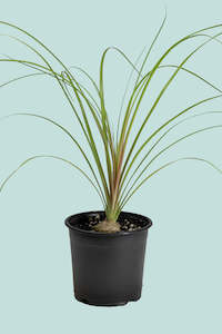 beginner: Ponytail Palm - Beaucarnea recurvata - 1L / 14cm / Small