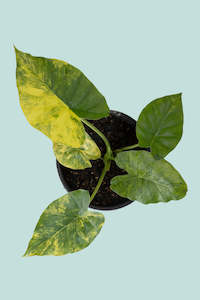 aroid: Variegated Elephant Ear - Alocasia gagaena- 1.3L / 14cm / Small