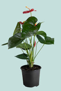 Potted Houseplants: Anthurium Red - 1.3L / 14cm / Small