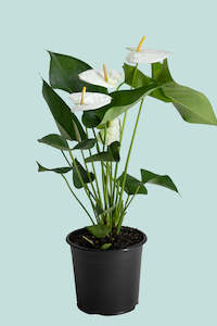 Potted Houseplants: Anthurium White - Vanilla - 1.3L / 14cm / Small