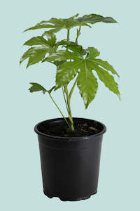 Potted Houseplants: Japanese Aralia - Fatsia Japonica - 2.5L / 17cm / Medium