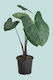 Frozen Planet - Xanthosoma violaceum  - 14cm / 1L / Small Plant