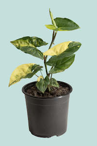 aroid: Syngonium podophyllum 'Aurea Variegatum' - 1L / 14cm / Small