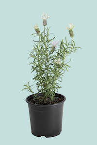 White Lavender 'Sensation' PVR - Lavender stoechas - 1L / 14cm / Small