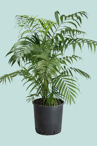 Large Plant: Parlour Palm - Chamaedorea elegans - 10L / 25cm / Large