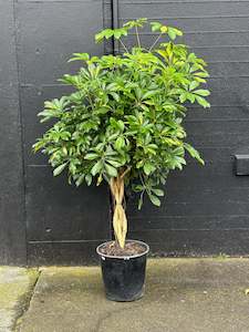 Potted Houseplants: Quad Braided Standard Variegated Schefflera arboricola in 25cm Nursery Pot