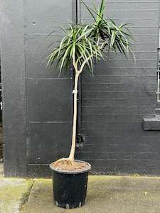 5 Headed Dragon - 1.8m Dracaena marginata in 34cm Nursery Pot