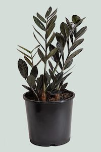 Large Plants: Zamioculcas zamiifolia - 'Black Knight' ZZ Plant - 8.5L / 25cm / Large