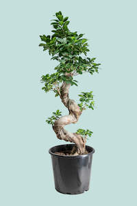 Large Plants: S Bend - Ficus microcarpa - 10L / 25cm / Large
