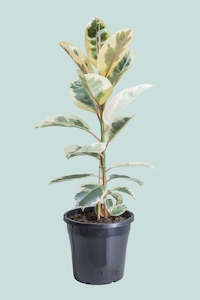 Large Plants: Tineke Ficus elastica - 10L / 25cm / Large