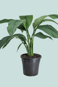 Large Plants: Giant Peace lily - Sensation - Spathiphyllum - 10L / 25cm / Large