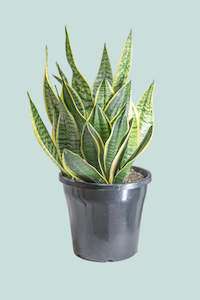 Mother in Laws Tongue - Dracaena trifasciata (Sansevieria) - 10L / 25cm / Large