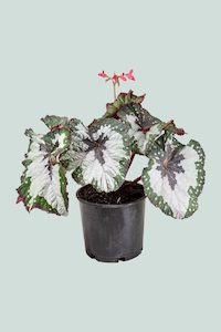Begonia 'Purple Paisley' - 2.5L / 17cm / Medium