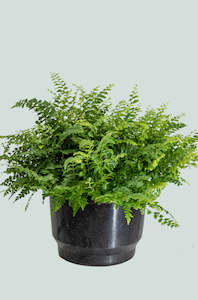 Medium Plants: Dwarf Boston Fern - Nephrolepis exaltata - 2L / 17cm / Medium