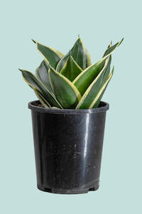 Lotus Hahnii - Dracaena trifasciata (Sansevieria) - 1L / 14cm / Small