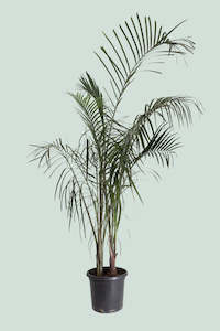 Triangle Palm Cluster - 13L / 33cm / XL