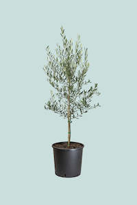 Olive Tree - Olea europaea -  10L / 25cm / XL