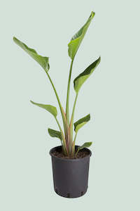 Giant Bird of Paradise - Strelitzia nicolai - 10L / 25cm / XL