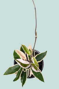Hoya: Krimson Queen - Hoya carnosa  - 1.3L / 14cm / Small