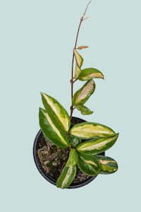 Hoya: Krimson Princess - Hoya carnosa  - 1.3L / 14cm / Small