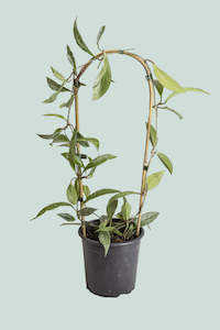 Hoya: Hoya 'Splash' - H. Pubicalyx - 2.5L / 17cm / Medium