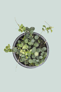 Hoya: Hoya serpens - 1L / 14cm / Small