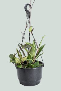 Hoya: Hoya pubicalyx - Red Buttons - 2L / 17cm / Medium