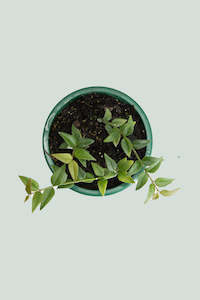 Hoya bella - 1L / 14cm / Small