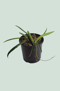 Hoya shepherdii - 1L / 14cm / Small