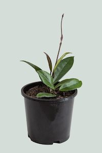 Hoya: Hoya carnosa - 1L / 14cm / Small