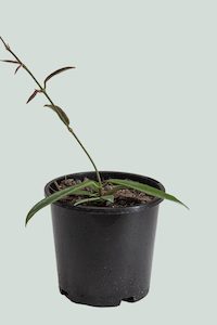 Hoya 'Minibelle' - hybrid H. shepherdii X H. carnosa - 1L / 14cm / Small