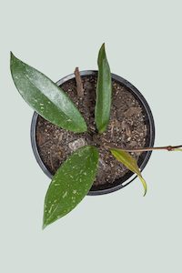 Hoya: Hoya pubicalyx - Red Buttons - 1L / 14cm / Small