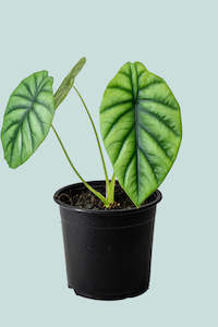 Aroids: Alocasia clypeolata Green Shield - 14cm / 1L / Small Plant