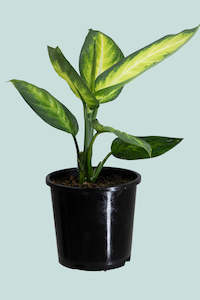 Aroids: Dieffenbachia Tropic Marianne - 14cm / 1.3L / Small