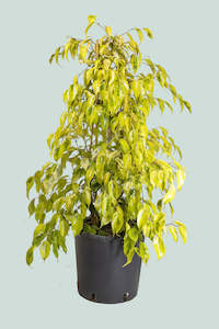 Reginald - Lime Variegated Weeping Fig - Ficus benjamina - 10L / 25cm / Large