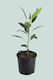 Ficus obliqua - 2.5L / 17cm / Medium