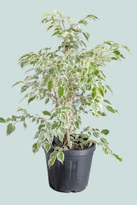 Ficus: Samantha - White Variegated Weeping Fig - Ficus benjamina - 10L / 25cm / Large