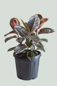 Ruby Ficus elastica - triple planted - 10L / 25cm / Large
