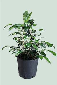 Ficus: Danielle - Dark & Compact - Weeping Fig - Ficus benjamina - 10L / 25cm / Large