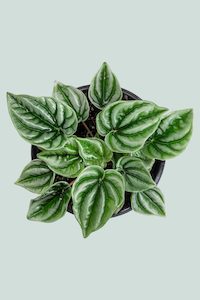 Peperomia: Wavy Gravy - Peperomia griseoargenta - 1L / 14cm / Small