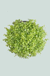 Peperomia: String of Turtles - Peperomia prostrata