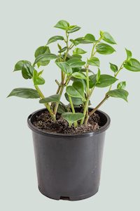 Peperomia: Peperomia scandens - 1L / 14cm / Small
