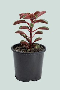 Peperomia: Peperomia graveolens - 1L / 14cm / Small
