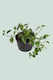 Peperomia scandens - 2L / 16.5cm / Medium
