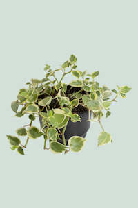 Peperomia: Variegated Peperomia scandens - 2L / 17cm / Medium