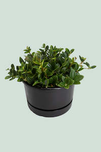 Peperomia angulata - 2L / 17cm / Medium